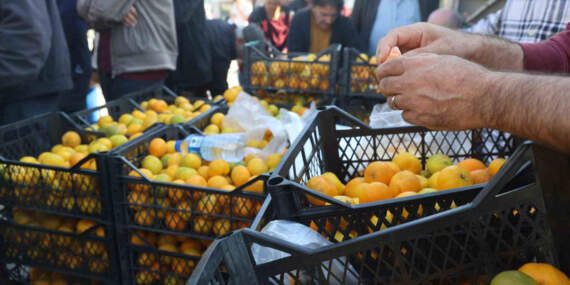 Mandalina 2 TL’ye düştü: Üretici tonlarca ürünü ücretsiz dağıttı