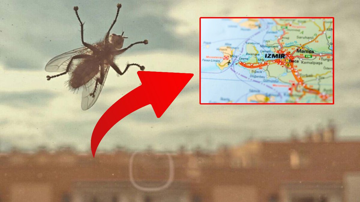 İzmir’de karasinek yoğunluğunun nedeni belli oldu! Hem çöp hem de iklim değişikliği