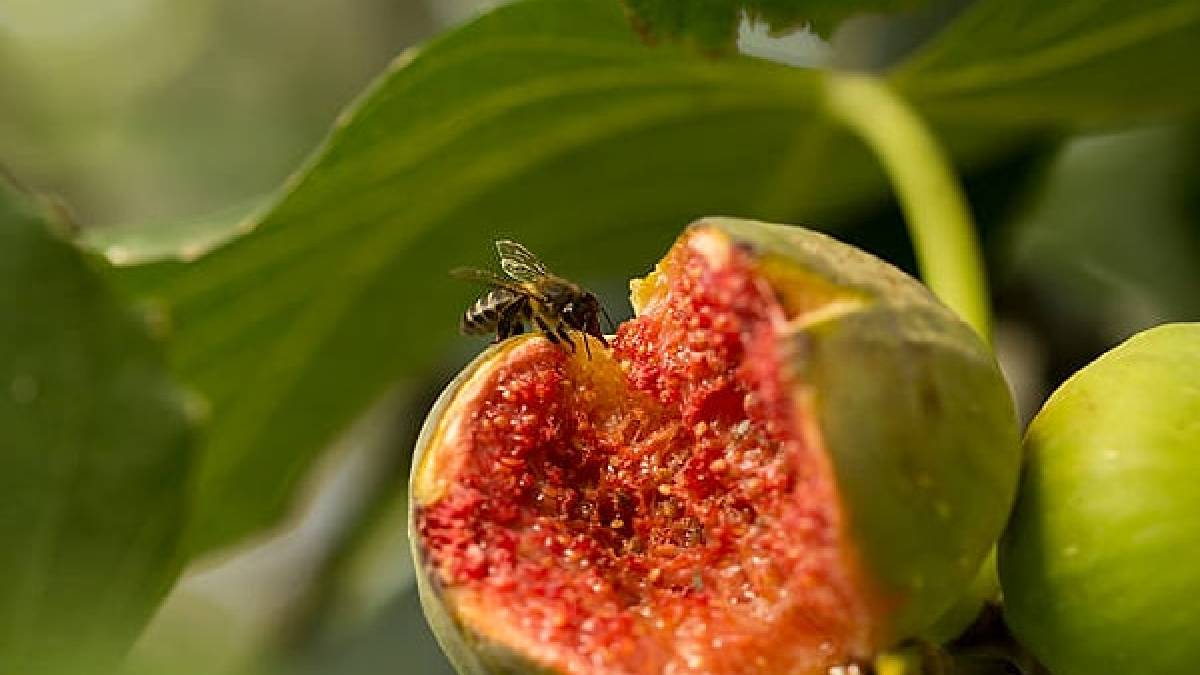 Yediğiniz her incirin içinde bir sır gizli! Meğer incir değil arı yiyormuşuz…