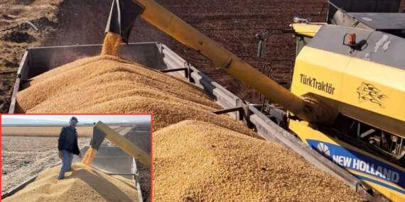 12 bin dönümlük alanda hasat başladı! Verim iyi olsa da maliyet üreticiyi zorluyor: “Çiftçiler olarak mağduriyet yaşıyoruz”