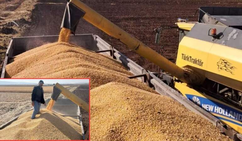 12 bin dönümlük alanda hasat başladı! Verim iyi olsa da maliyet üreticiyi zorluyor: “Çiftçiler olarak mağduriyet yaşıyoruz”