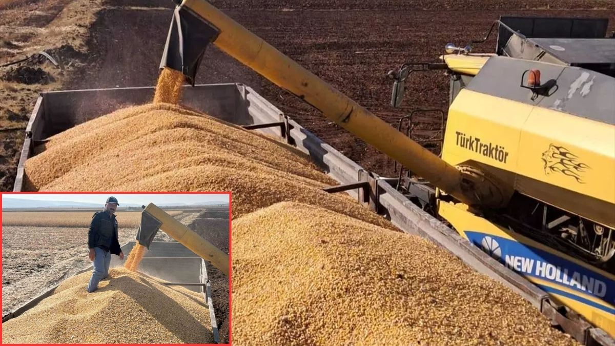 12 bin dönümlük alanda hasat başladı! Verim iyi olsa da maliyet üreticiyi zorluyor: “Çiftçiler olarak mağduriyet yaşıyoruz”