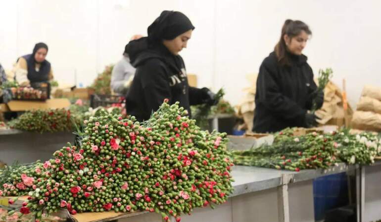 Türkiye’den Avrupa’ya yılbaşı çiçekleri: 12 milyon dolarlık sevkiyat