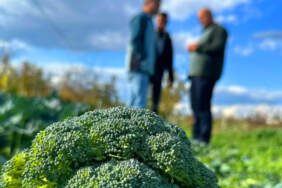 Tarlada 5, Pazarda 70 Lira! 14 Katlık Fiyat Farkı Çiftçiyi Üzdü