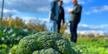 Tarlada 5, Pazarda 70 Lira! 14 Katlık Fiyat Farkı Çiftçiyi Üzdü