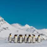 Antarktika’daki penguenler iklim değişikliğiyle erken üremeye başladı