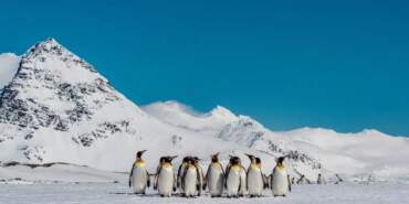Antarktika’daki penguenler iklim değişikliğiyle erken üremeye başladı