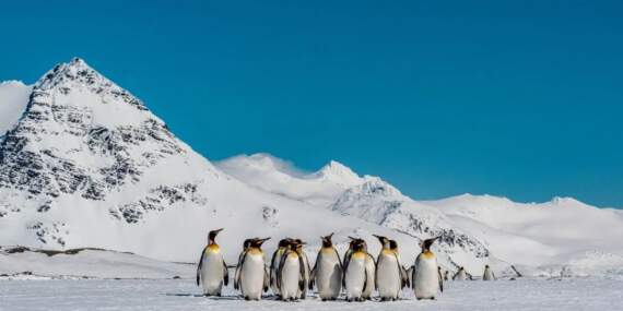 Antarktika’daki penguenler iklim değişikliğiyle erken üremeye başladı
