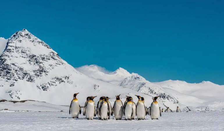 Antarktika’daki penguenler iklim değişikliğiyle erken üremeye başladı