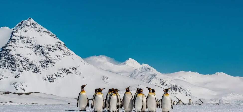 Antarktika’daki penguenler iklim değişikliğiyle erken üremeye başladı