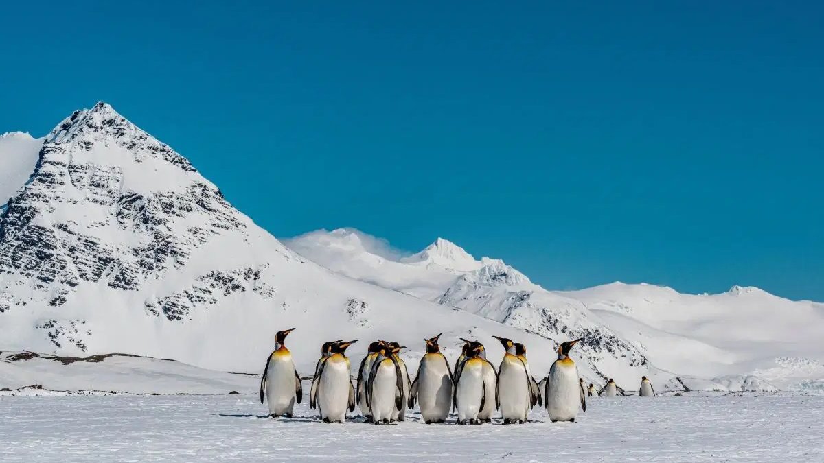 Antarktika’daki penguenler iklim değişikliğiyle erken üremeye başladı