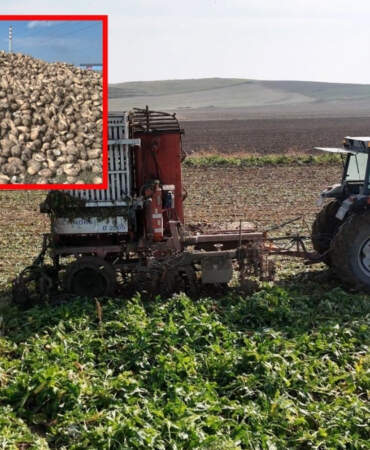 Ankara’da yetiştiriliyor, mesai gün doğmadan başlıyor! Stratejik üründe10 ton verim bekleniyor