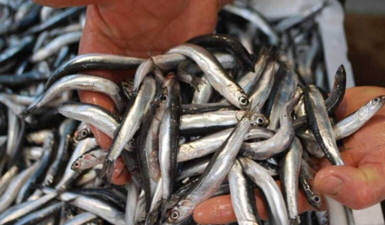 Sezon başında 150 liraydı şimdi 50 lira! Bereketli sezon fiyatlara yansıdı: Vatandaş poşetleri doldurdu