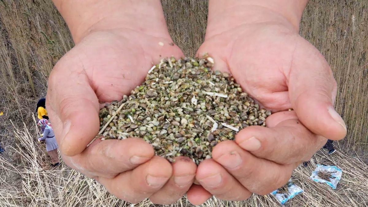 Deneme amaçlı ekti, yeni gelir kapısı oldu! Silah sanayiinden bile kullanılıyor: Yeni alternatif ürün