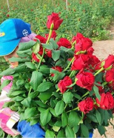 1 dönümden 15 bin adet verim alınıyor! Adana seralarında hasat vakti: Tanesi 10 TL’den çıkıyor