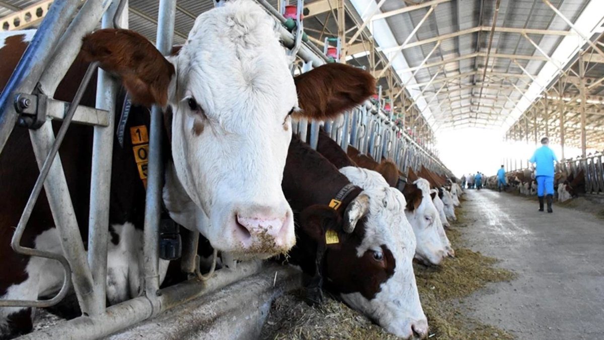 ABD Tarım Bakanlığı’ndan Türkiye raporu: Yıllık buzağı kaybı ithal sığır sayısına eşit