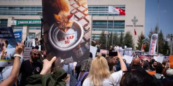 Türk Veteriner Hekimleri Birliği: Aç kalmış hayvanlar, kamu sağlığını da tehdit edebilir