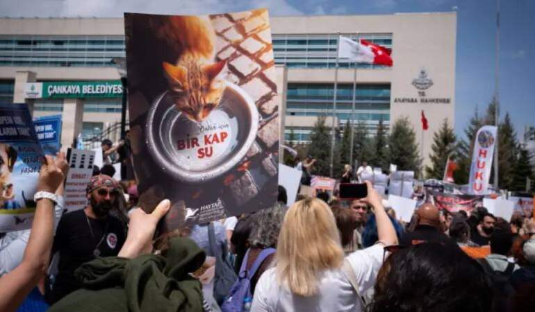 Türk Veteriner Hekimleri Birliği: Aç kalmış hayvanlar, kamu sağlığını da tehdit edebilir