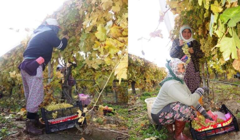 Dünyaca ünlü çekirdeksiz “Sultaniye” üzümünde hasat başladı! Üretici fiyatlardan yakınıyor