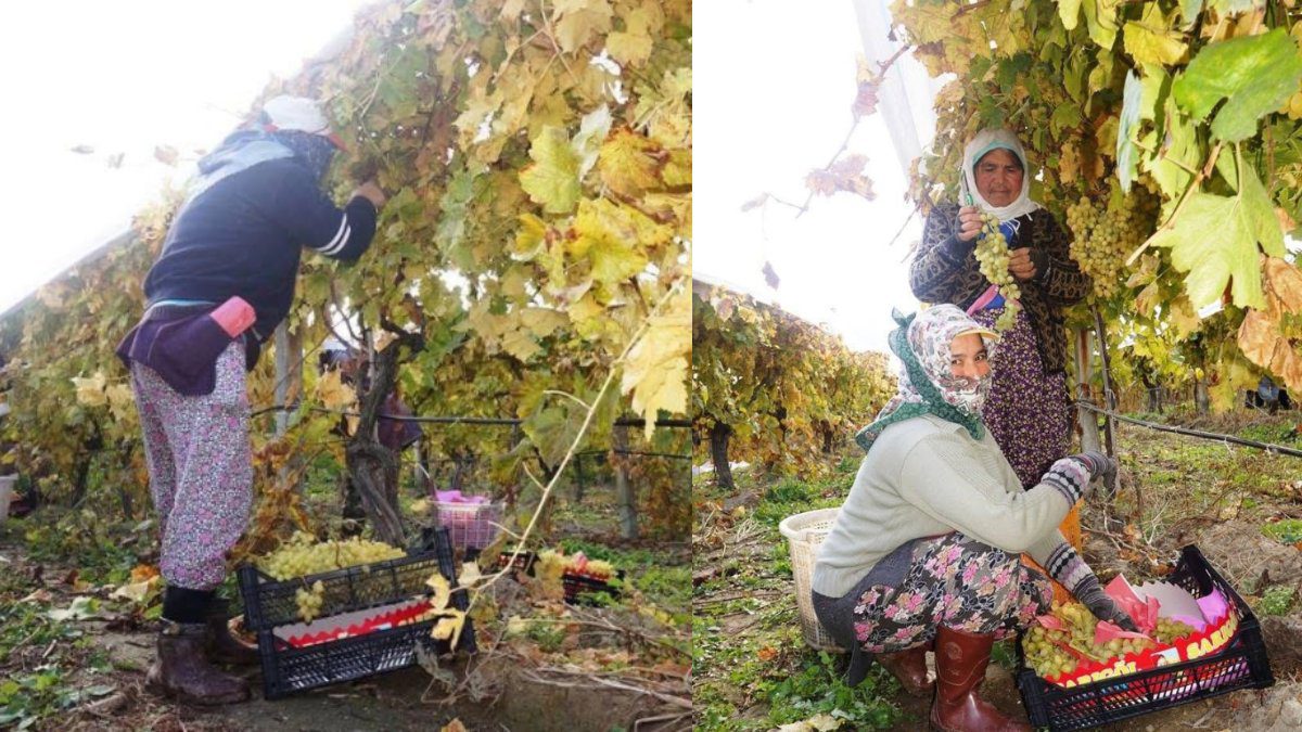 Dünyaca ünlü çekirdeksiz “Sultaniye” üzümünde hasat başladı! Üretici fiyatlardan yakınıyor