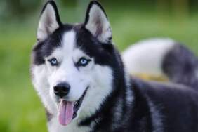 Sevimli dostunuzun içinde bir ‘canavar’ yatıyor olabilir: DNA’sında en fazla kurt geni taşıyan köpekler açıklandı