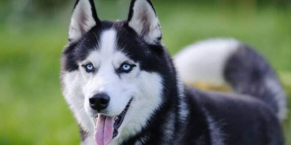 Sevimli dostunuzun içinde bir ‘canavar’ yatıyor olabilir: DNA’sında en fazla kurt geni taşıyan köpekler açıklandı