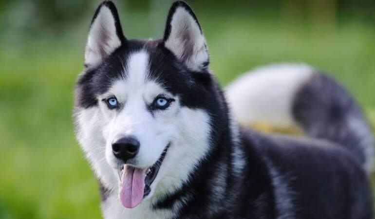 Sevimli dostunuzun içinde bir ‘canavar’ yatıyor olabilir: DNA’sında en fazla kurt geni taşıyan köpekler açıklandı
