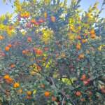 Mandalina 15 günde 3 liradan 1 liraya düştü: Üreticiler ağaçları kökünden kesme noktasında