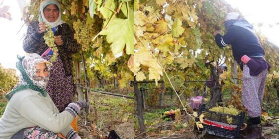 Havalar soğudu hasat bitmedi! Yaz meyvesi kış aylarında da üretiliyor: 20 liradan satılıyor