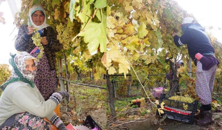 Havalar soğudu hasat bitmedi! Yaz meyvesi kış aylarında da üretiliyor: 20 liradan satılıyor