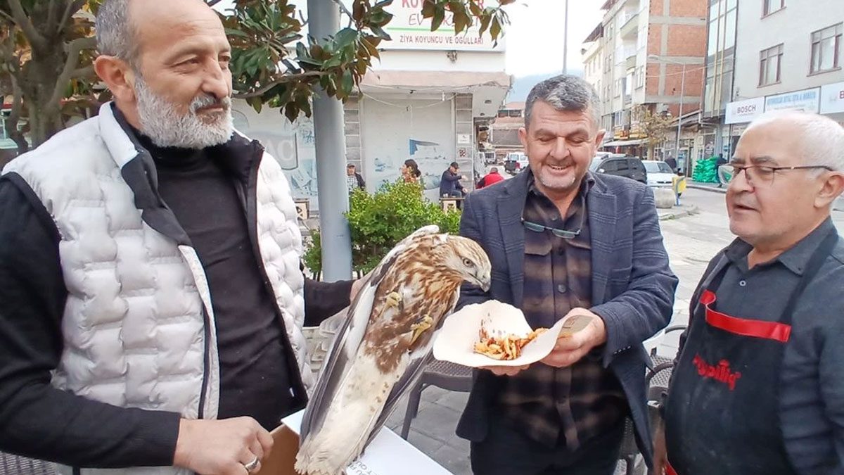 Amasya’da yaralı bulunan kızıl şahin koruma altına alındı