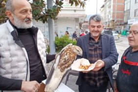 Amasya’da yaralı bulunan kızıl şahin koruma altına alındı