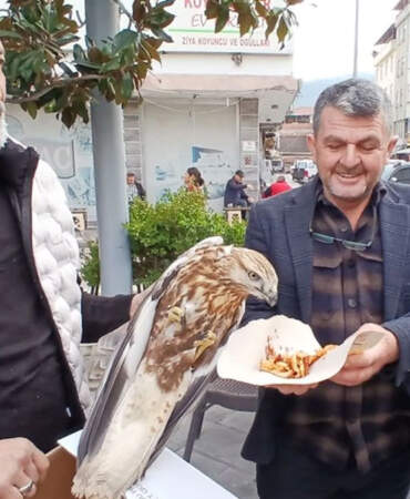 Amasya’da yaralı bulunan kızıl şahin koruma altına alındı