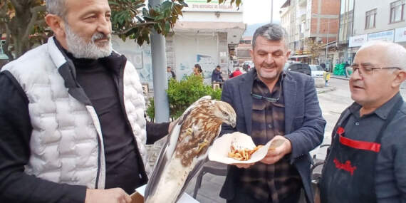 Amasya’da yaralı bulunan kızıl şahin koruma altına alındı