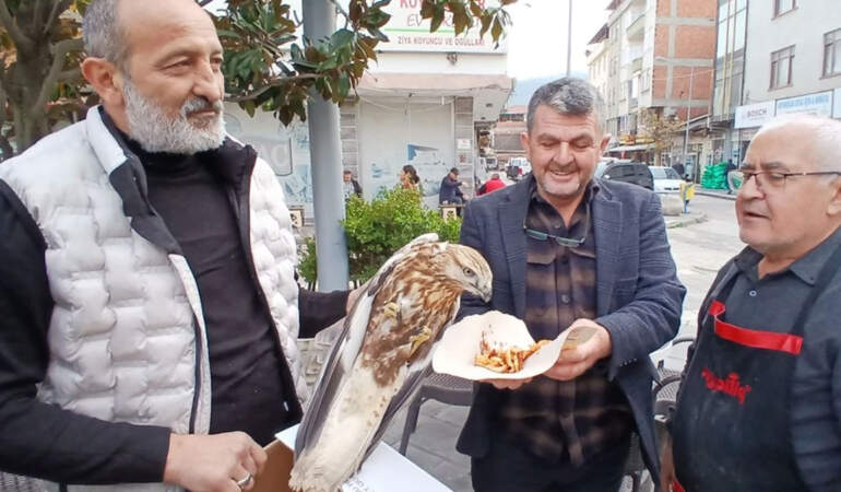 Amasya’da yaralı bulunan kızıl şahin koruma altına alındı