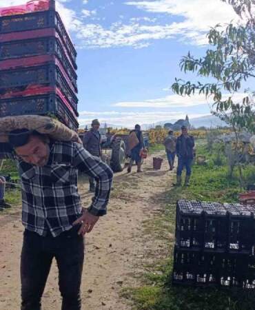 Aralık ayına rağmen hasat sürüyor! Örtü altı üretimde kalite ve verim farkı: Kilosu 35 TL’den cepleri de güldürüyor