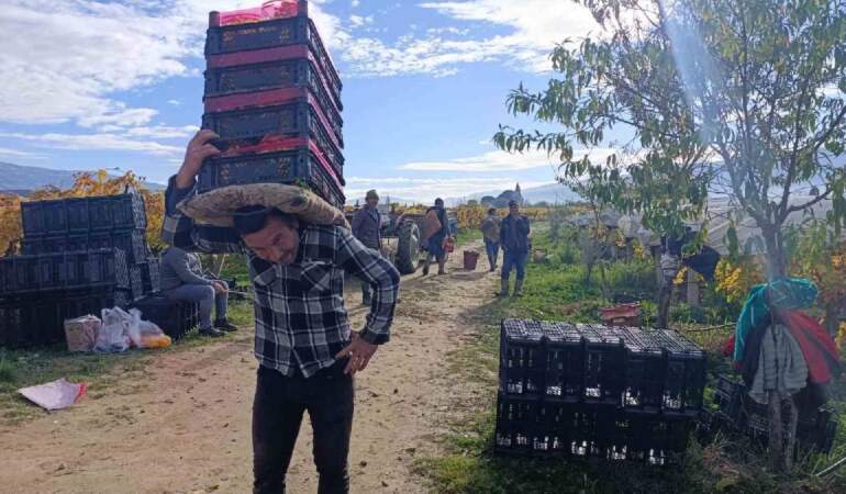 Aralık ayına rağmen hasat sürüyor! Örtü altı üretimde kalite ve verim farkı: Kilosu 35 TL’den cepleri de güldürüyor