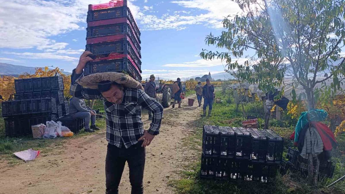 Aralık ayına rağmen hasat sürüyor! Örtü altı üretimde kalite ve verim farkı: Kilosu 35 TL’den cepleri de güldürüyor