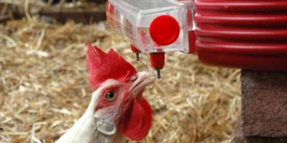 Tavuklarınız yumurtlamıyorsa bu yöntemi uygulayın! Kendi keşfetti çok işe yaradı: Günde 2 kere bile yumurtluyorlar