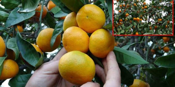 Hasat başladı, tonlarca ürün toplandı! Kilosu 20-25 liradan satışa çıktı: Alternatif ürün olarak ekiliyor