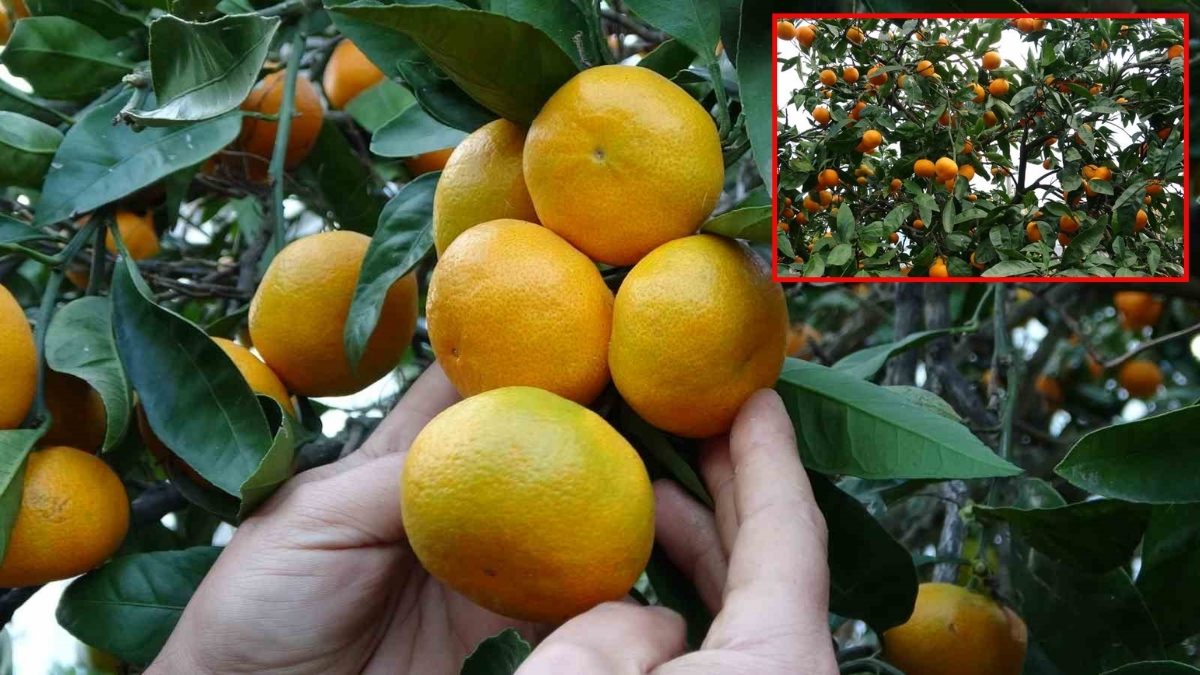 Hasat başladı, tonlarca ürün toplandı! Kilosu 20-25 liradan satışa çıktı: Alternatif ürün olarak ekiliyor