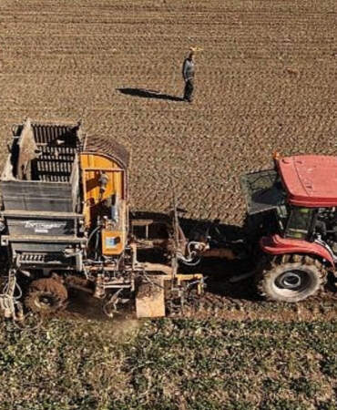 56 farklı köyden çiftçiler bu ürünü hasat ediyor! Şeker ihtiyacının önemli bölümü karşılanıyor: Hedef 76 bin ton üretim
