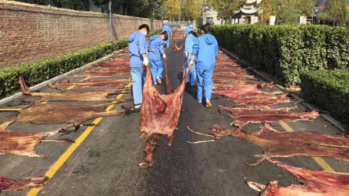 Çinliler onu da yiyormuş… Geleneksel Çin atıştırmalığı olarak biliniyor, o hayvanın derisinden yapılıyor