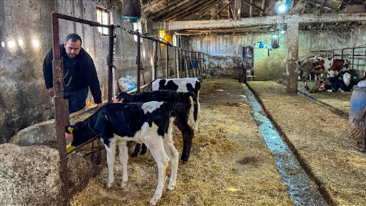 Mühendislikten vazgeçti hayvancılığa başladı! Eğitimleri onu daha da yükseltti: 4 taneyle başladı sayılarını 45’e çıkardı