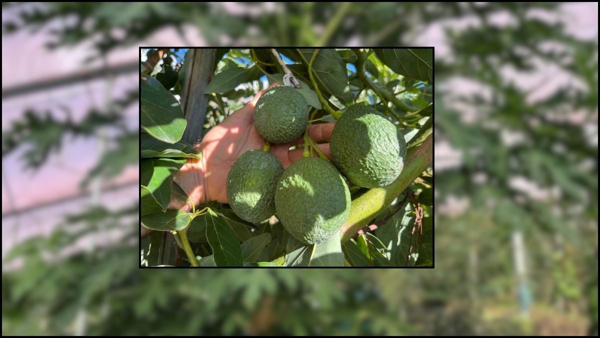 40.000 üretici alın teri döküyor, iç piyasanın ihtiyacını karşılıyor! Alanya’da artan üretim: İhracat için de altyapı oluşuyor