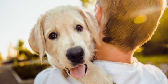 Binlerce yıllık dostluk: Köpekleri bize bu kadar yaklaştıran ne?