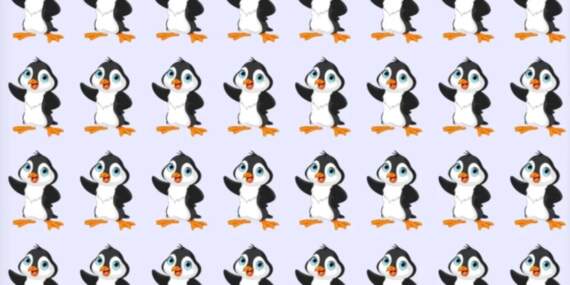 Herkes deniyor ama sadece süper zekalar fark ediyor! 6 saniyede farklı pengueni bulun