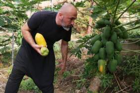 Alanya’dan dünyaya uzanan üretim! Haftada 3 ton ihracat ediliyor: Bir ağaçtan yılda 60 kg hasat ediliyor