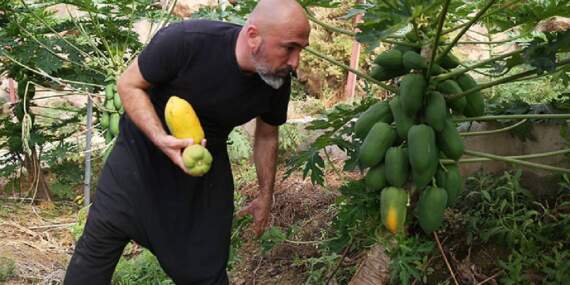 Alanya’dan dünyaya uzanan üretim! Haftada 3 ton ihracat ediliyor: Bir ağaçtan yılda 60 kg hasat ediliyor