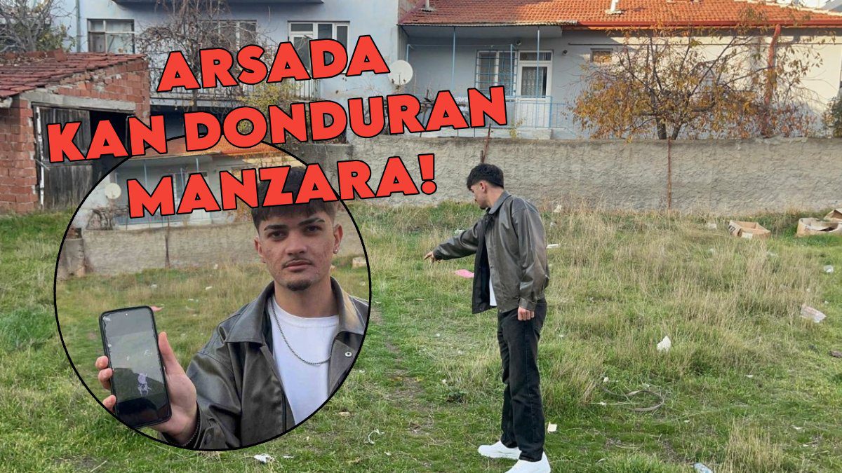 Eskişehir’de kan donduran olay! Boş arsada gözleri oyulmuş 8 kedi ölüsü bulundu